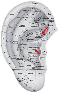 Auricular Acupressure Point Chart